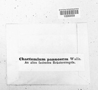 Chaetomium elatum image